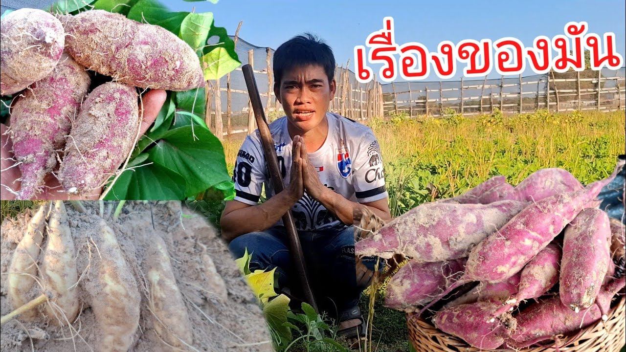 บ่าวน้ำขุดมัน ไทยกับมันญี่ปุ่นขาย