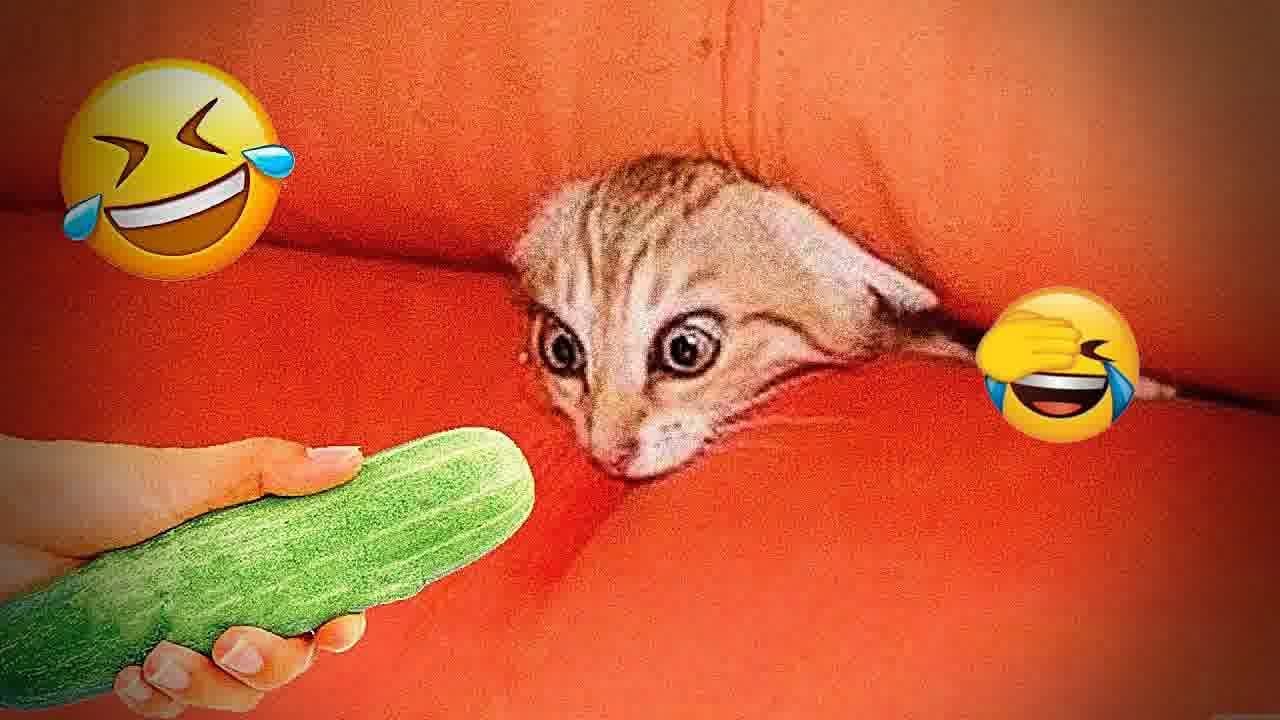 Try Not To Laugh 🤣 Funniest Dogs and Cats Clips 2026 🍬 #funny_videos #funny_animals