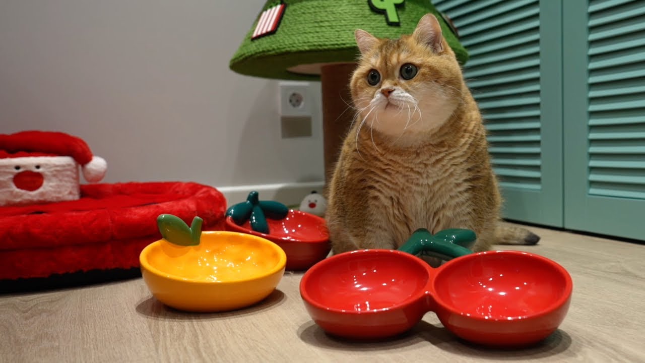 We Choose VETRESKA for Mealtime! Tangerine, Strawberry, and Cherry Ceramic Pet Bowls!