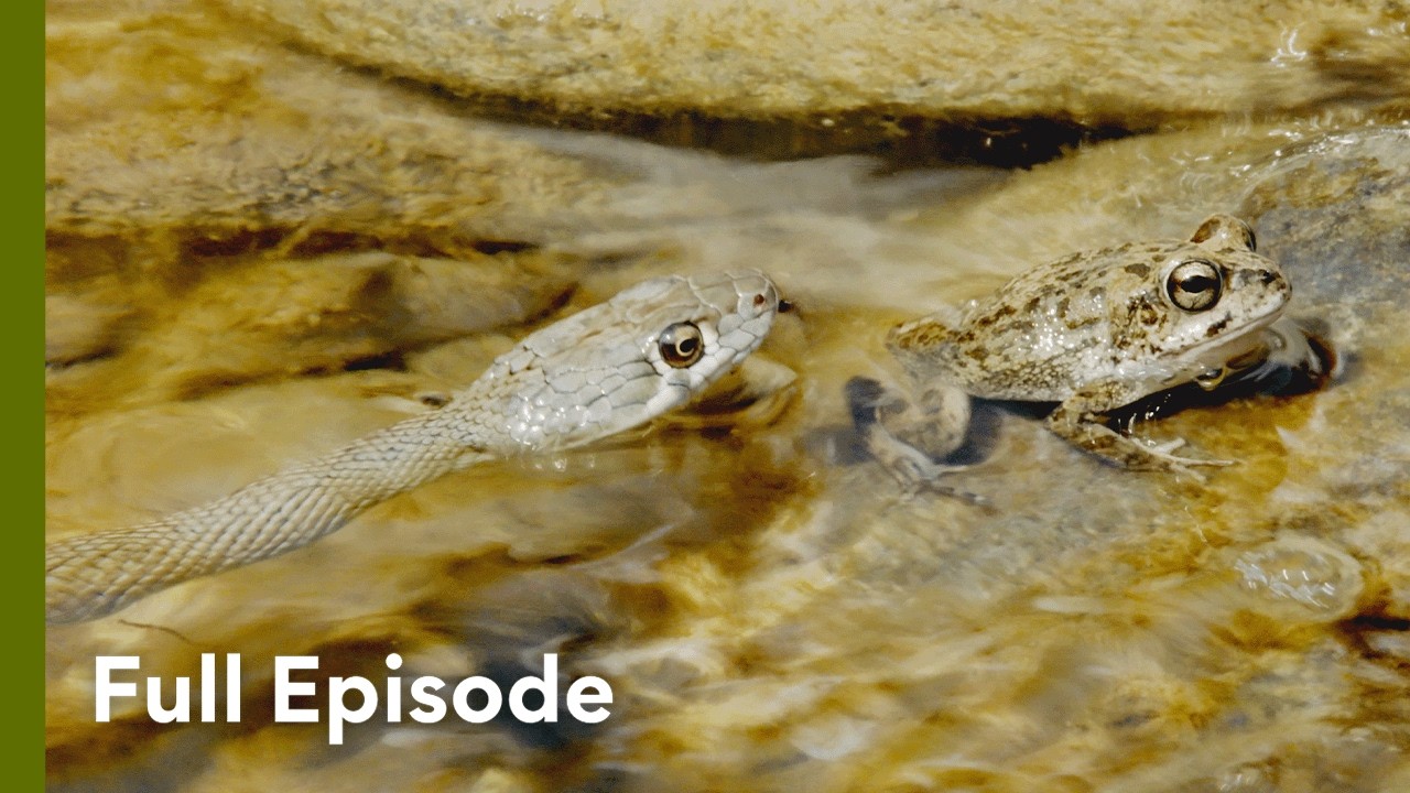 Life and Death at a Desert Waterhole | Arabian Inferno 104