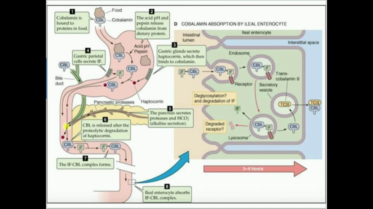 Cobalamin: Absorption and Metabolism