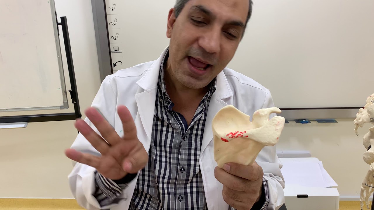 Bones of upper limb  (1)