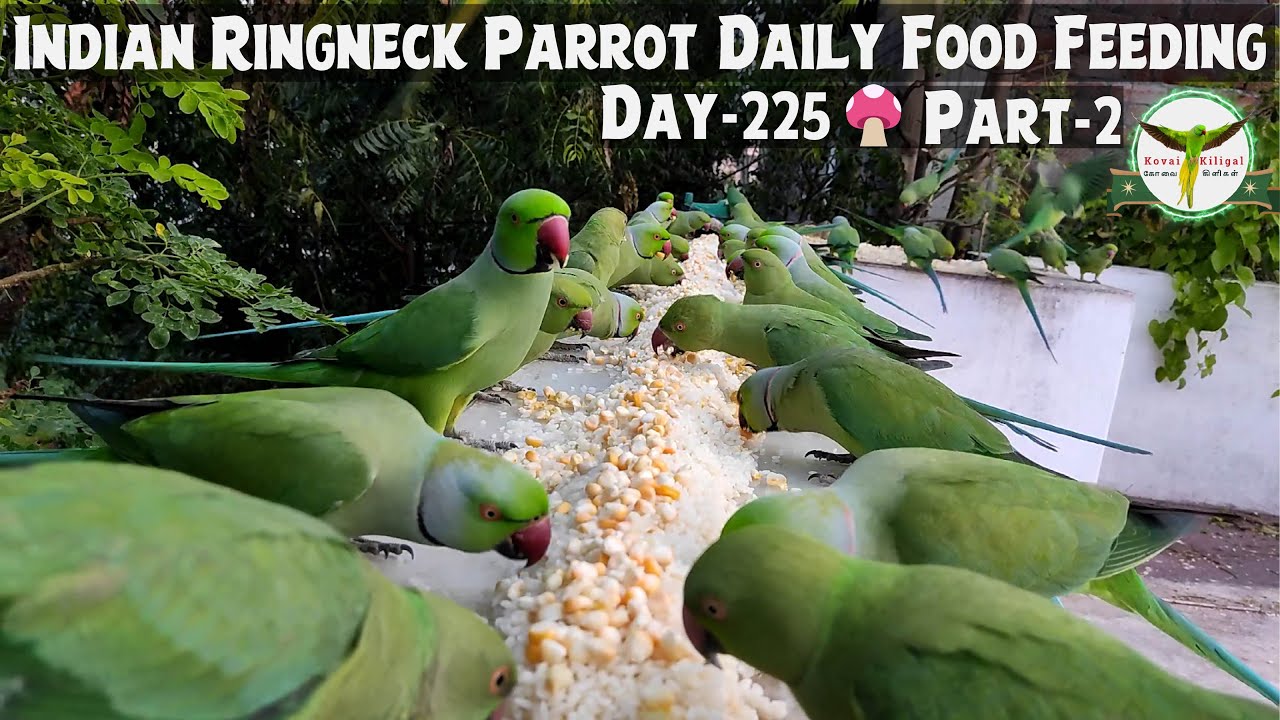 Indian Ringneck Parrots Daily Food Feeding🌽| Day 225 | Part-2