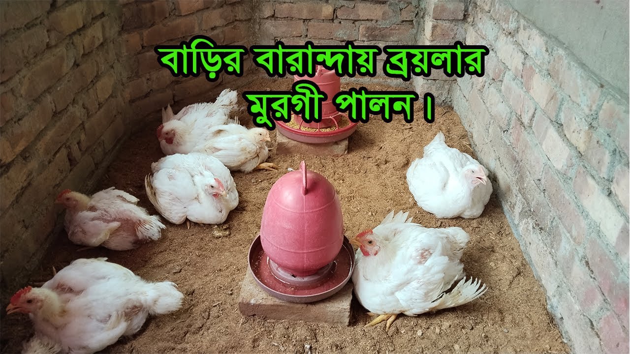 পাবনা জেলার গাম-অঞ্চলে প্রায় প্রতিটি বাড়িতে এখন ১০-১৫ টা করে ব্রয়লার মুরগী পালন করছে🐓🐓