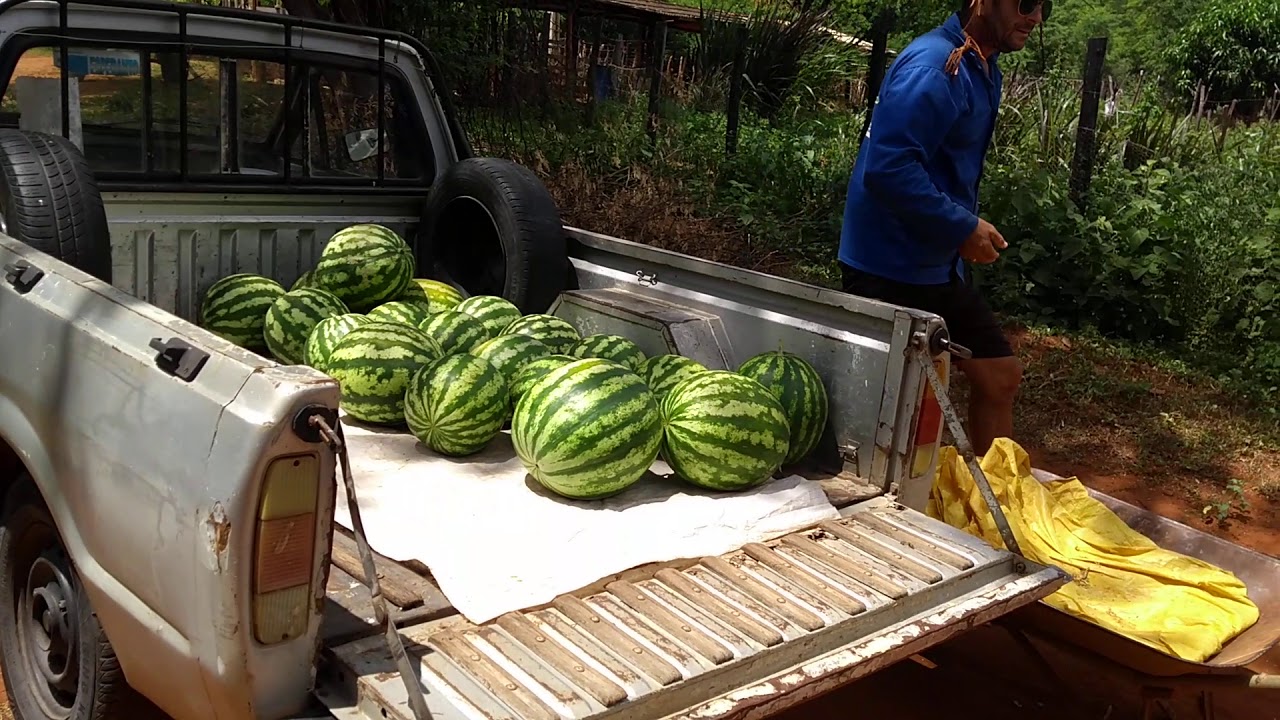 carregando o Pampa de melancia  🍉🍉