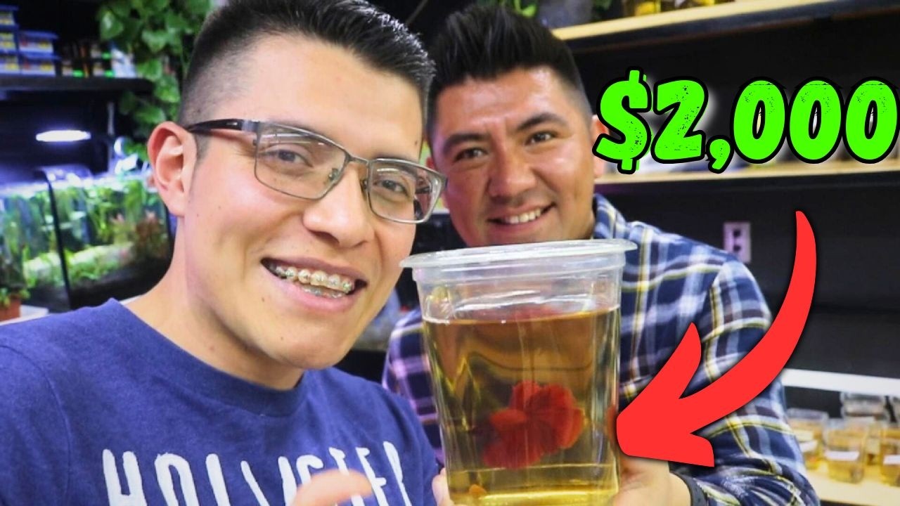 IMPRESIONANTE CRIADERO DE PECES BETTA!