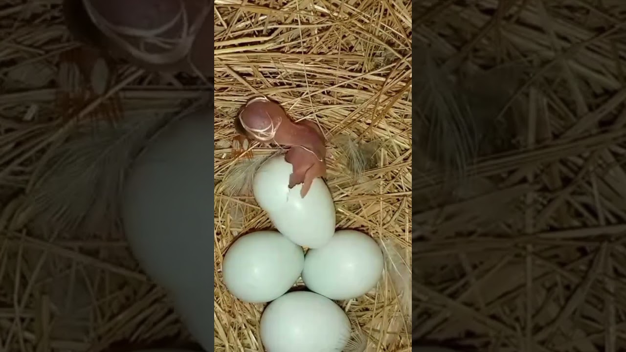 Zebra Finch Hatching eggs #SFfinchesrwp