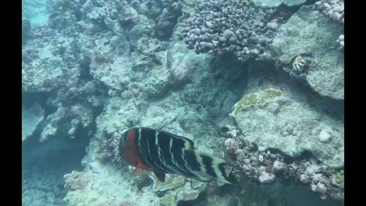 Great Barrier Reef. Llewellyn reef. 16-01-2026