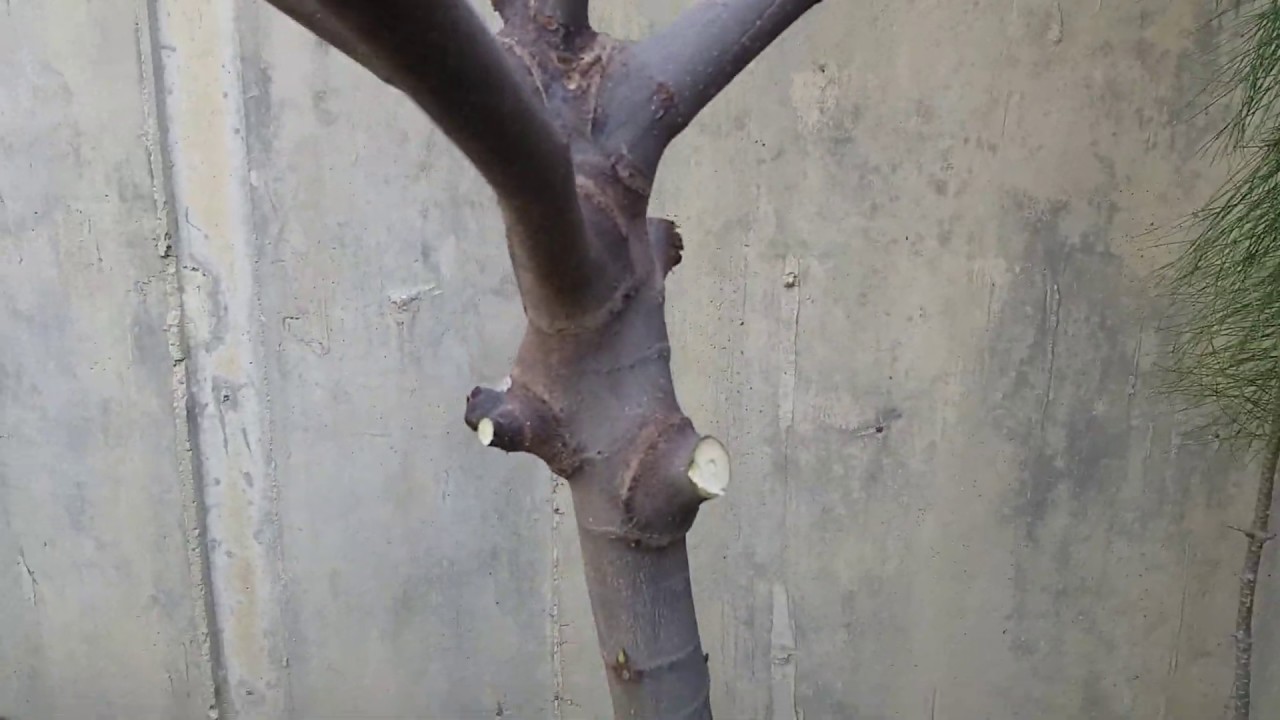 İNCİR AĞACINA  AŞI YAPIMI. ( WILD FIG TREE AND EQUITY VACCINE PRODUCTION)