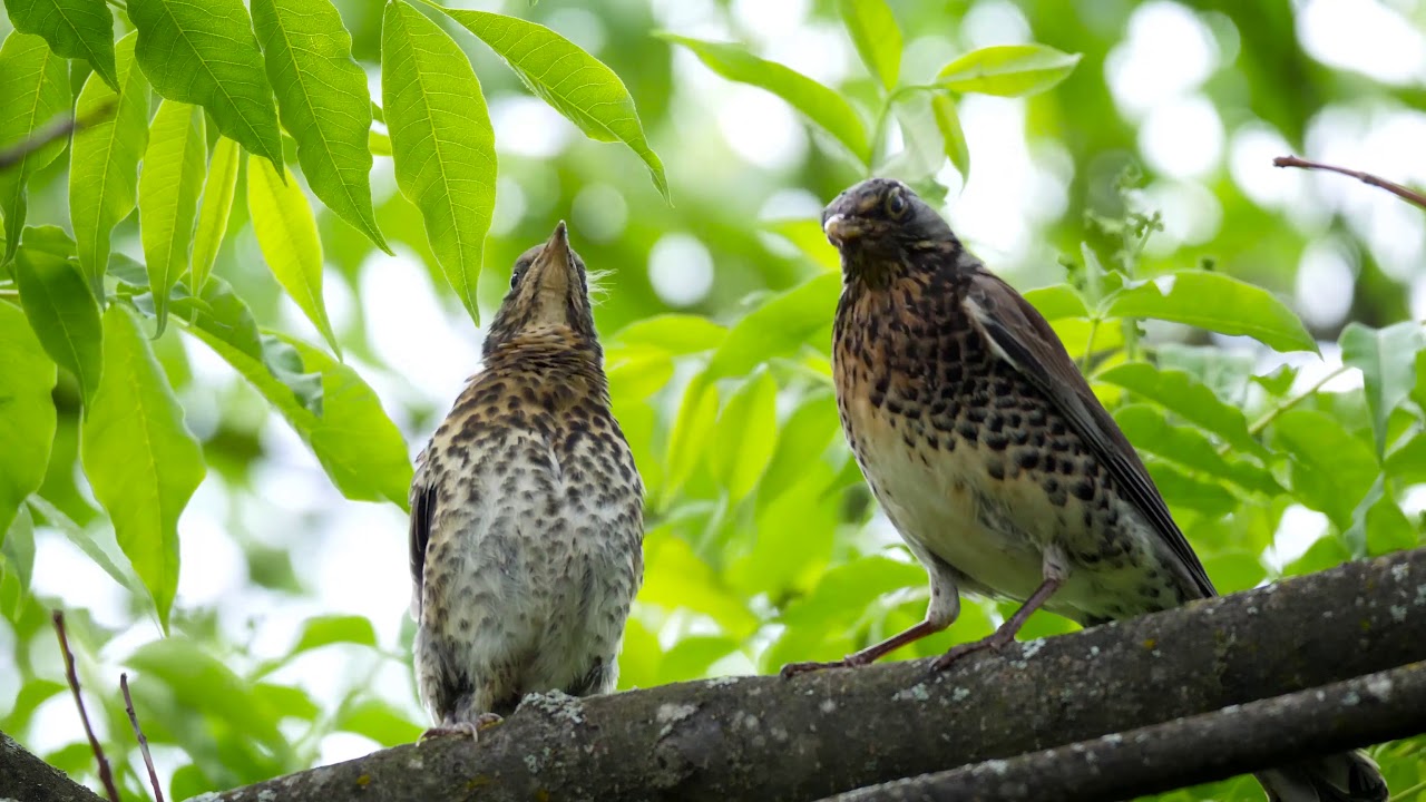 Fieldfare feeds worms to chick
