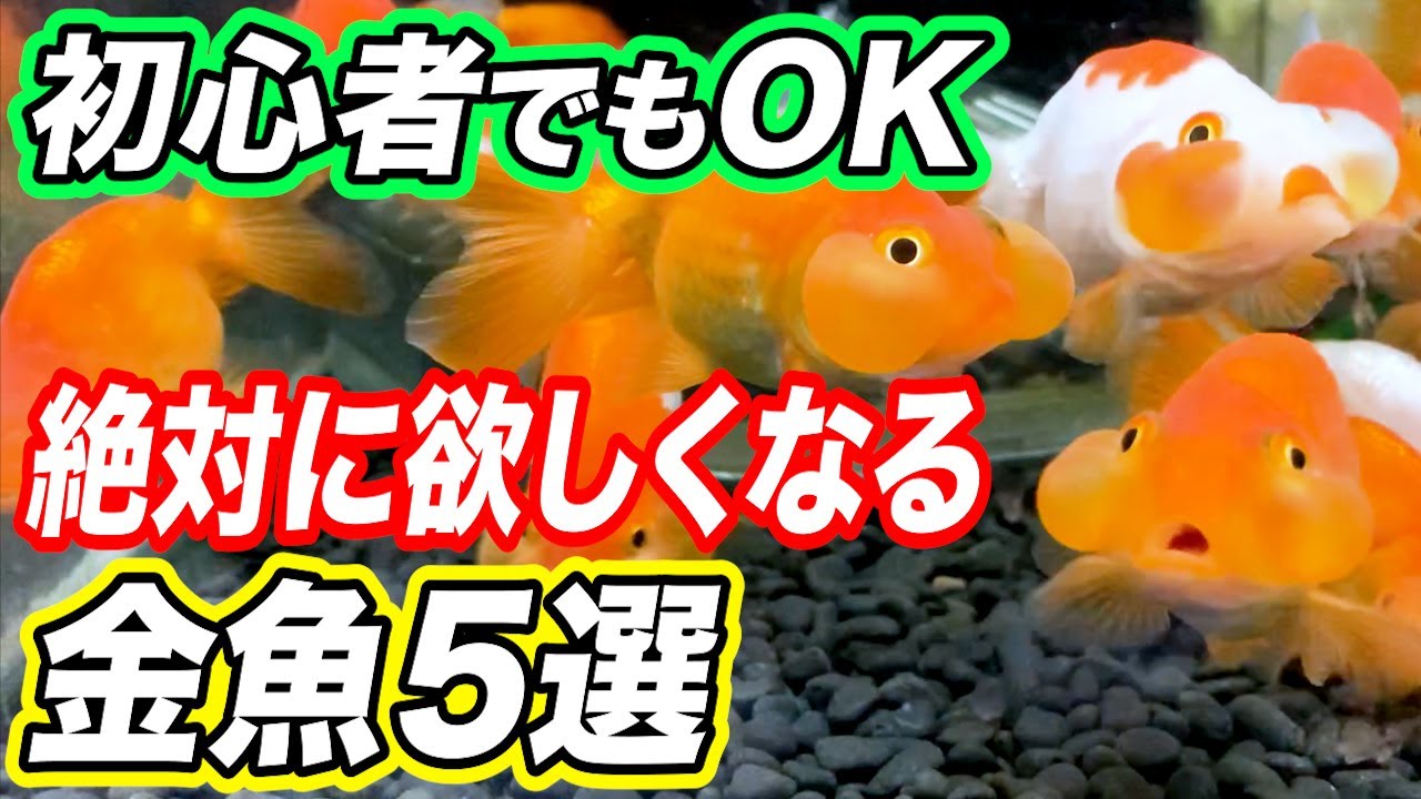 【初心者でも飼える】プロがオススメする人気の金魚5選！飼育の管理方法も解説【アクアリウム】