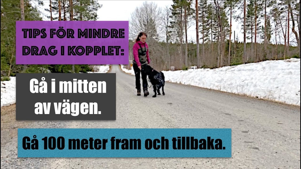 Tips f&ouml;r  mindre drag i kopplet