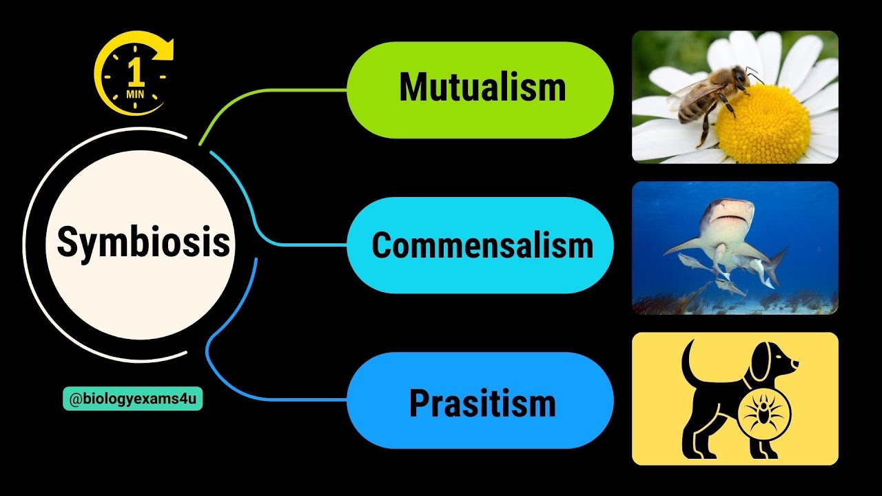 Symbiosis and its Types || Difference between Mutualism, Commensalism and Parasitism