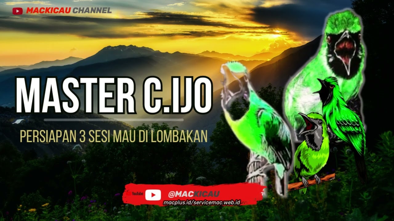 masteran cucak ijo full tembakan kasar Burung Juara part 1@mackicau