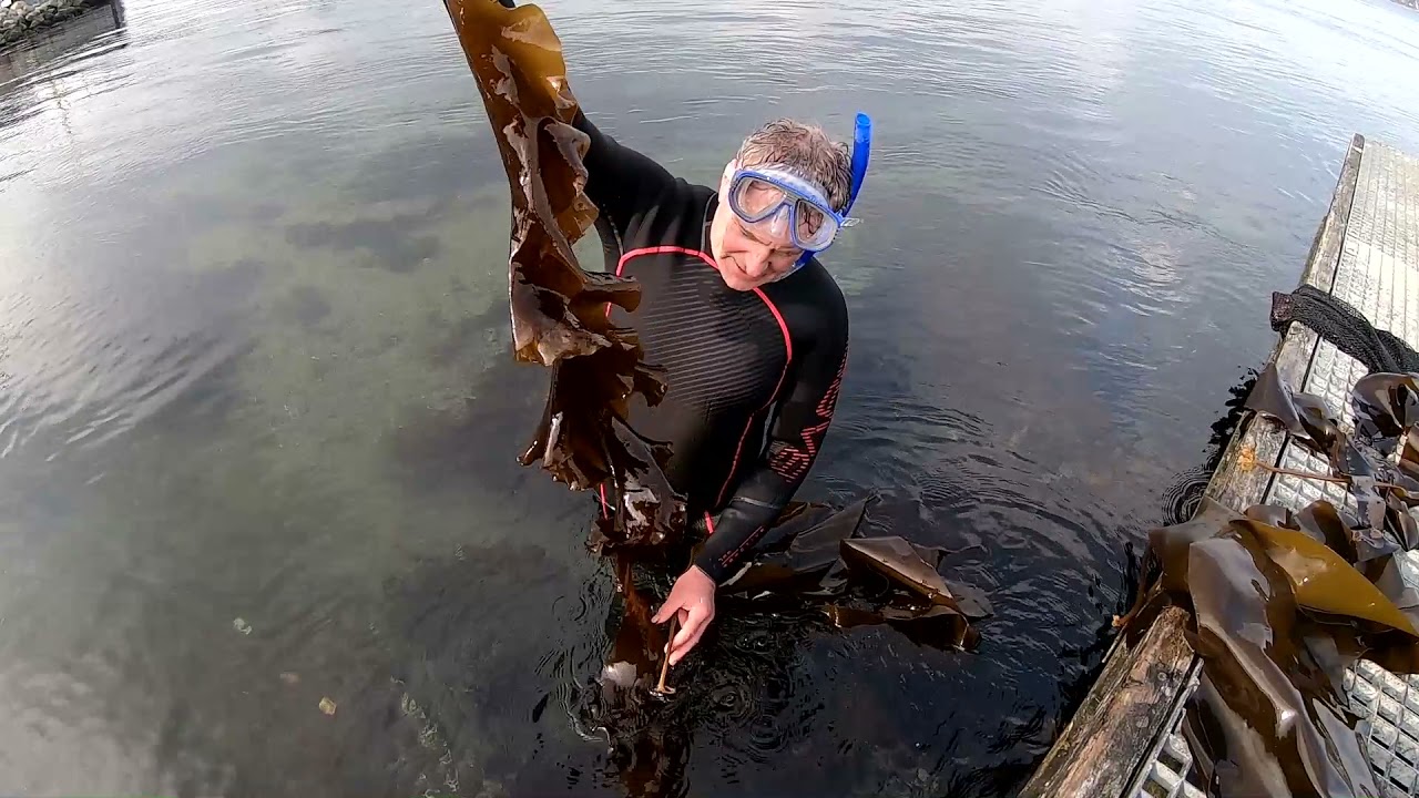 Stenrevet i Lillebælt