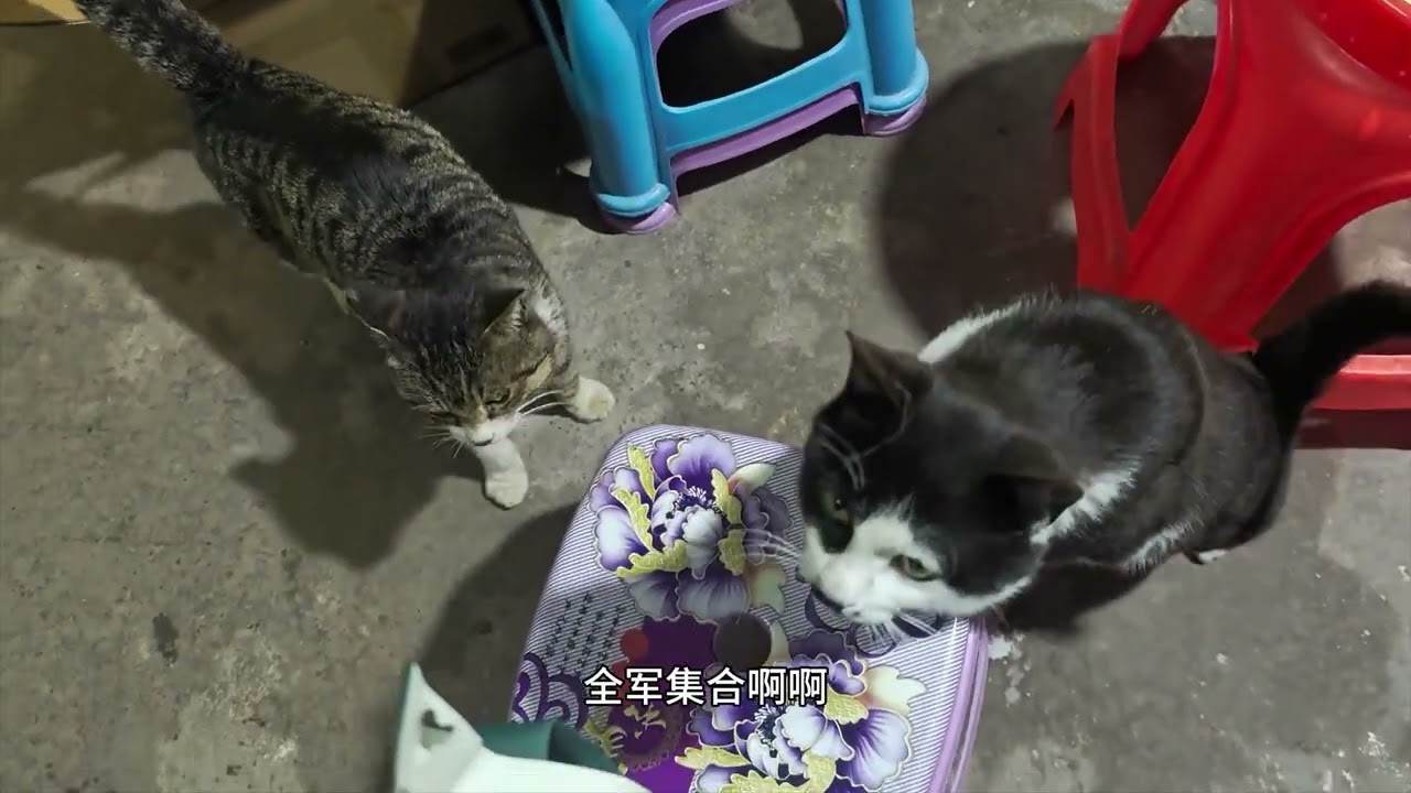 小猫回来一直响是怎么回事，捏捏脚还会嘎嘎叫#萌宠出道计划 #猫咪#狸花猫  #田园犬  #记录生活