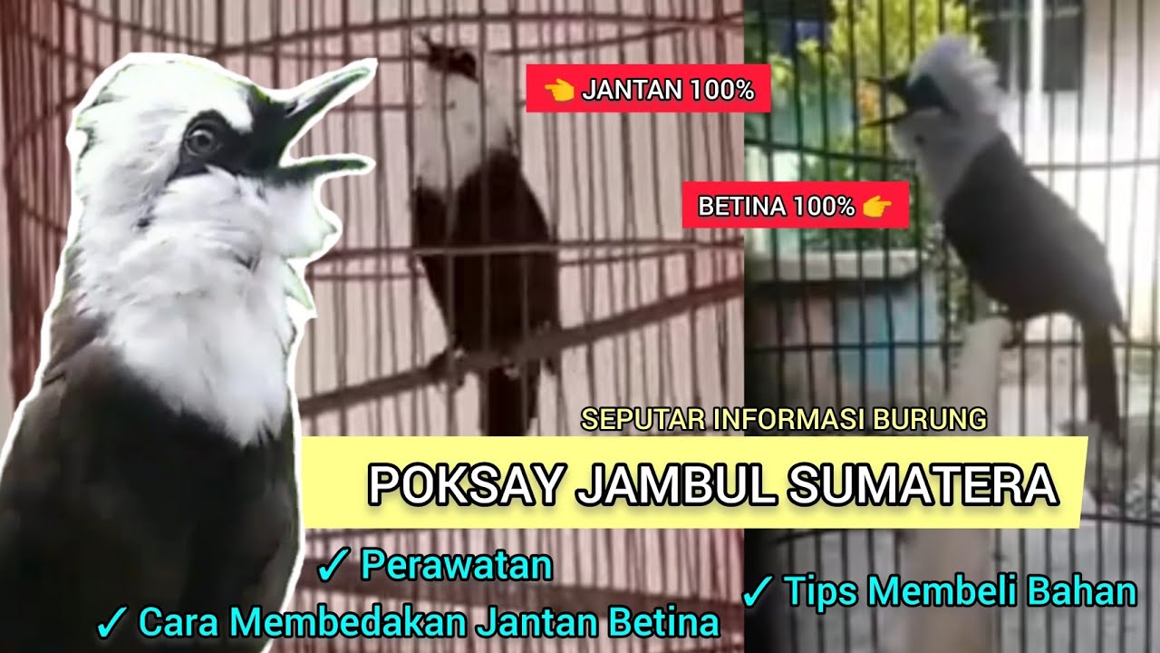 Poksay Jambul Sumatera, Poksay Haji. Cara Membedakan Jantan Betina