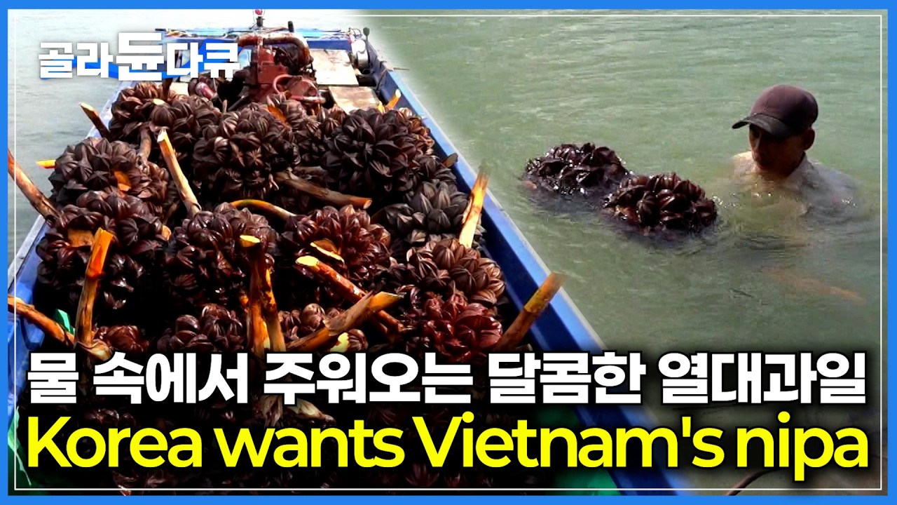 베트남 사람들이 숲 속이 아닌 물속에서 건져오는 달콤한 과일?｜외국에서도 수입하기 시작한 열대과일 '니파 야자'｜Vietnam's NIpa Palm｜#골라듄다큐