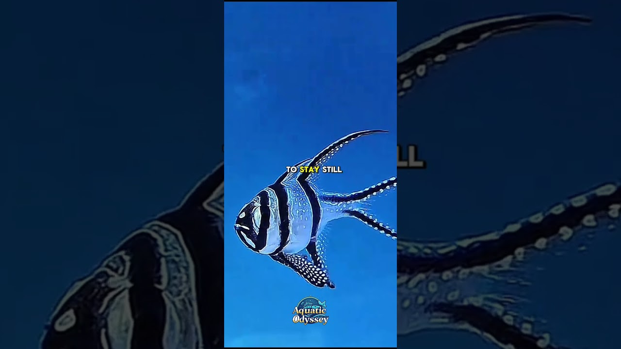 The Banggai Cardinalfish