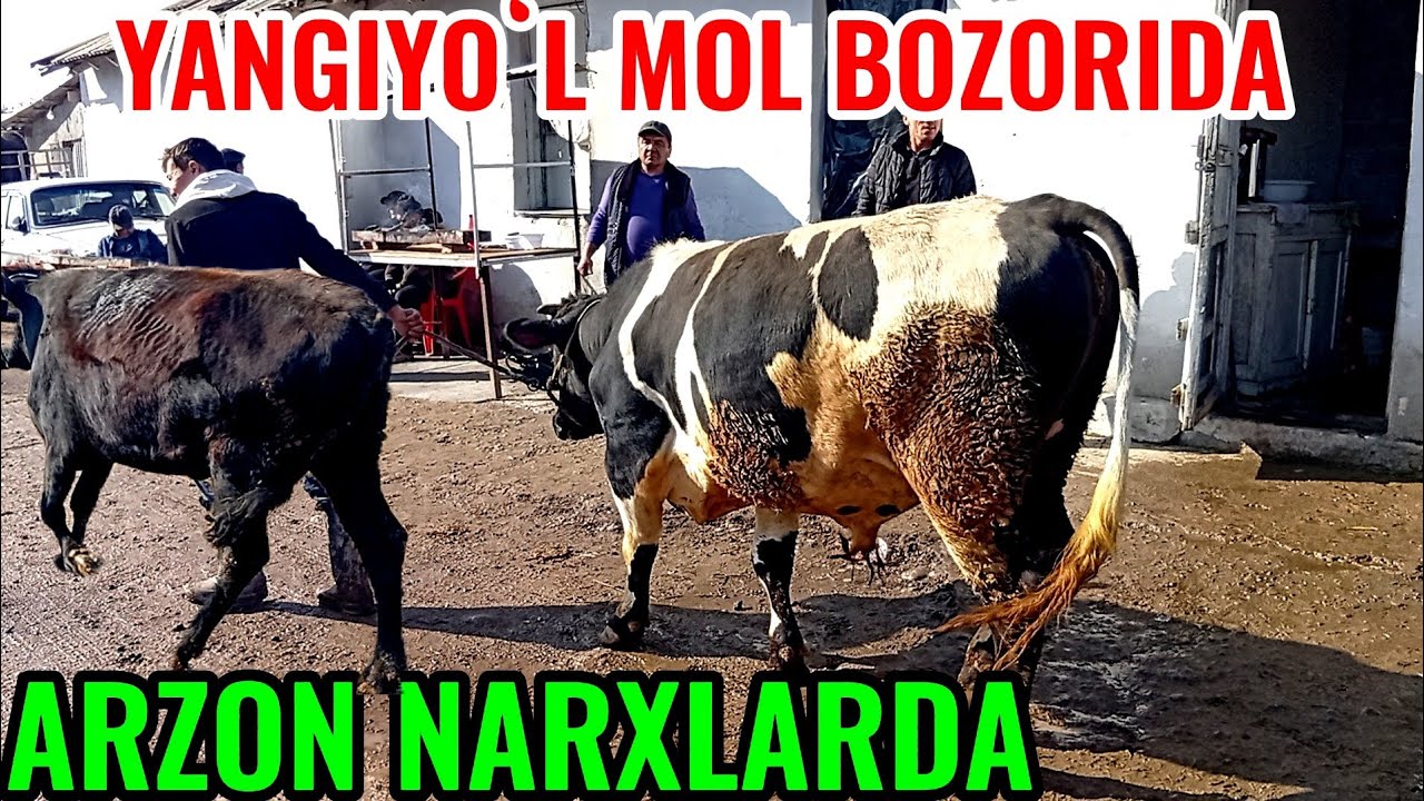 YANGIYOʻL MOL BOZORIDAGI BUGUNGI NARXLAR 🐐🐑🐏🐄🐂🦬🐎