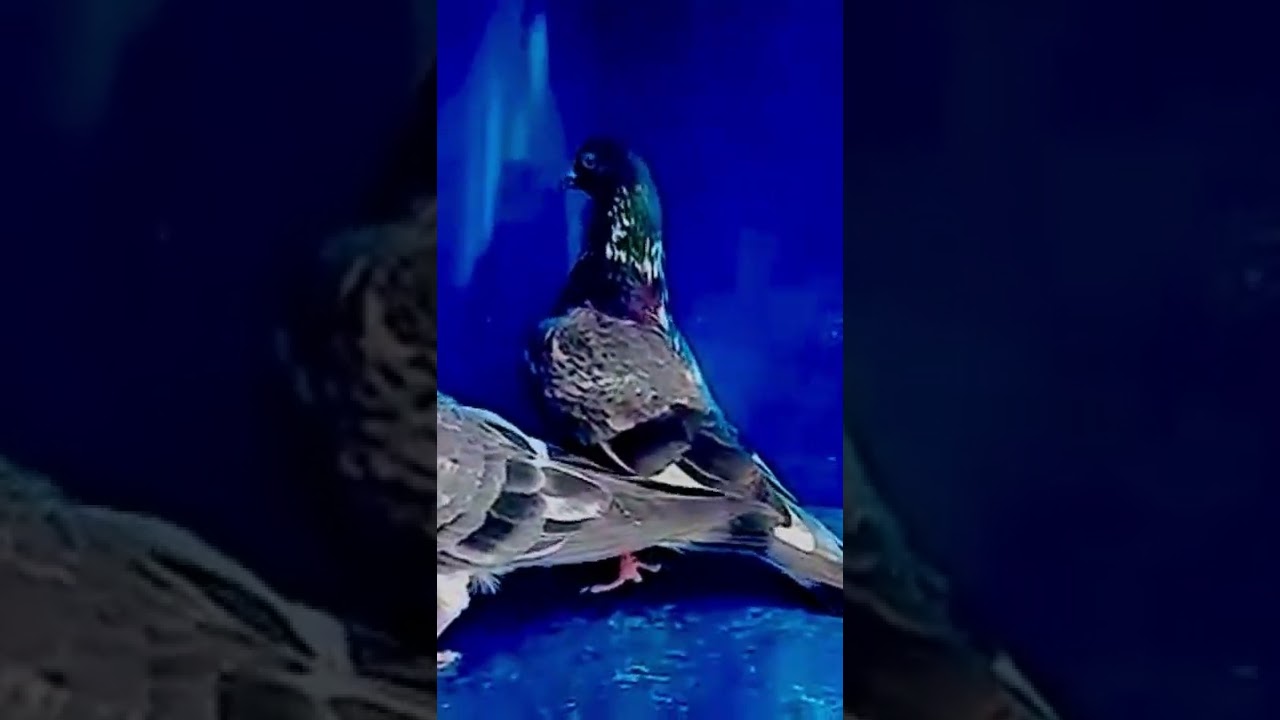 Pure dub walay kabooter