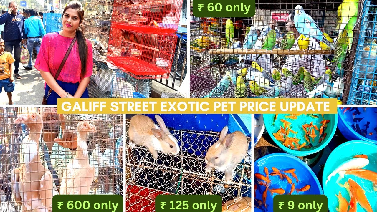 Galiff Street Pet Market Kolkata Part 2 | Vlog-26 | Exotic Bird, Rabbit, Fish, hamster Price Update