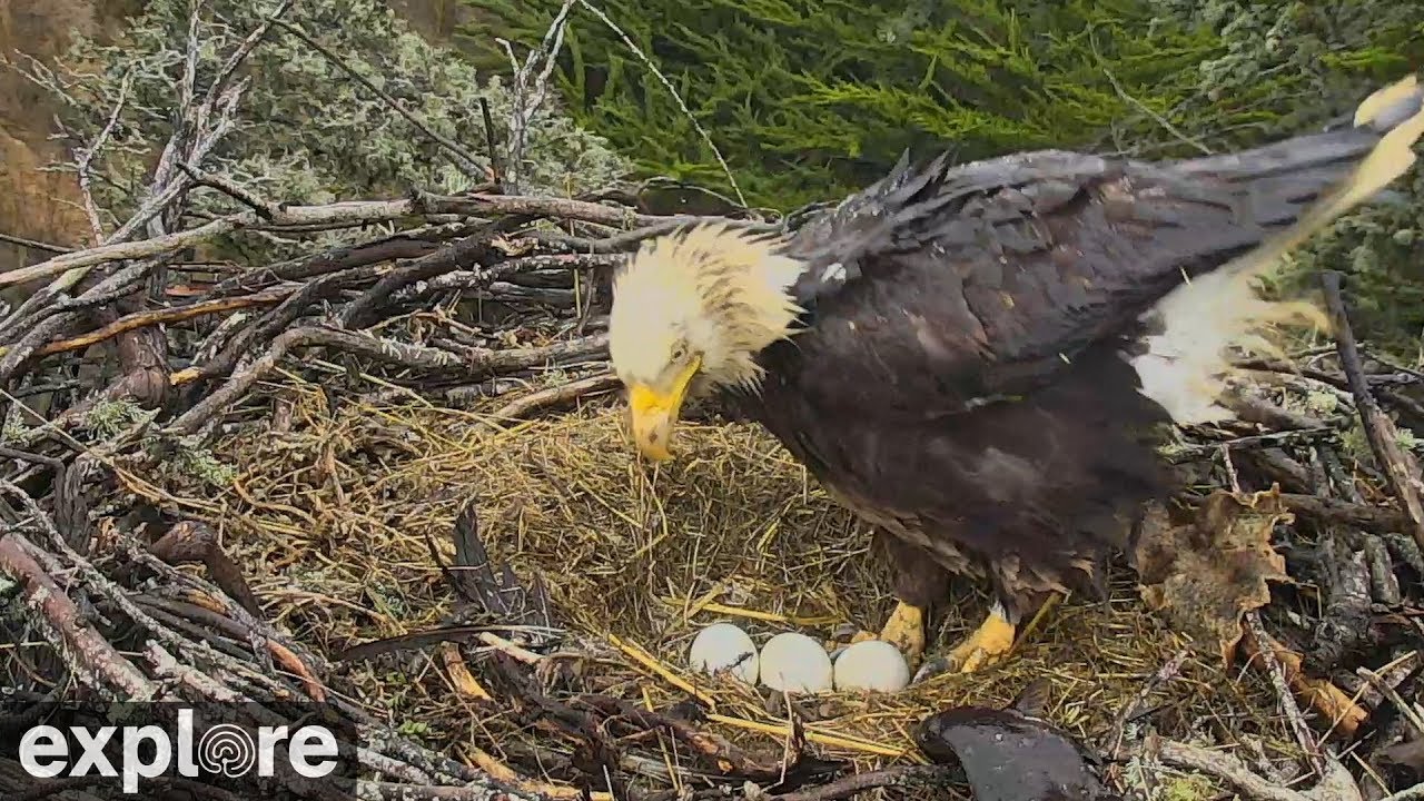 Never Stop Learning - Five Fascinating Facts about Bald Eagle Eggs