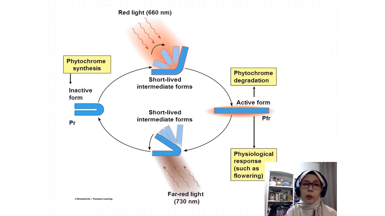 Phytochrome far red (Pfr) & phytochrome red (Pr)