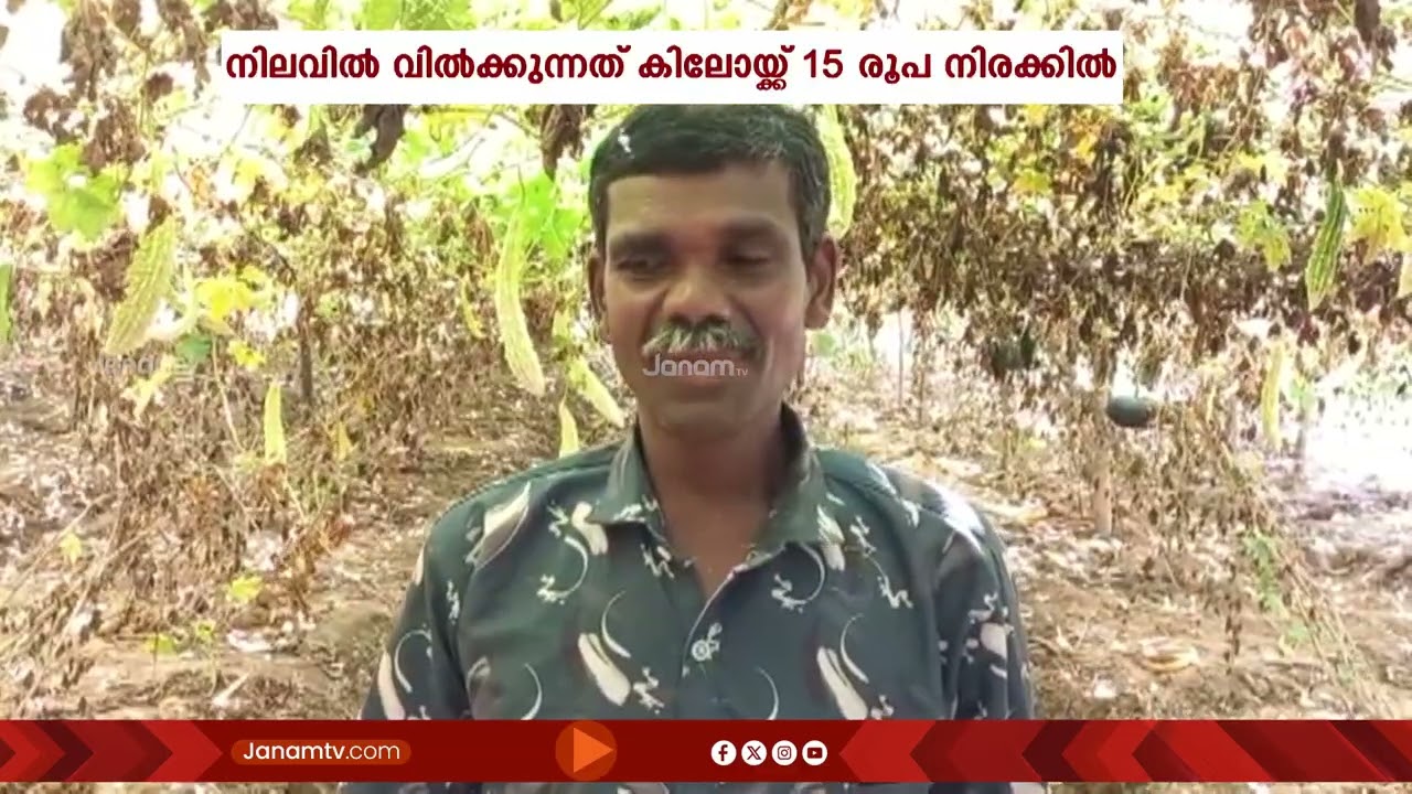 വിളവെടുപ്പ് കാലമായപ്പോൾ വിലയില്ല; നിരാശയിൽ വയനാട്ടിലെ പാവൽ കർഷകർ
