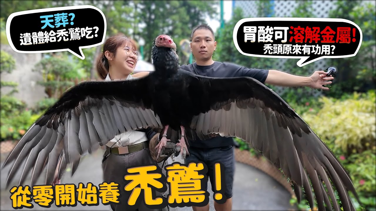 【從零開始養】禿鷲!5國有天葬?遺體給禿鷲吃?胃酸可溶解金屬?腐肉之王?為何禿頭?原來有公用?【許伯簡芝】