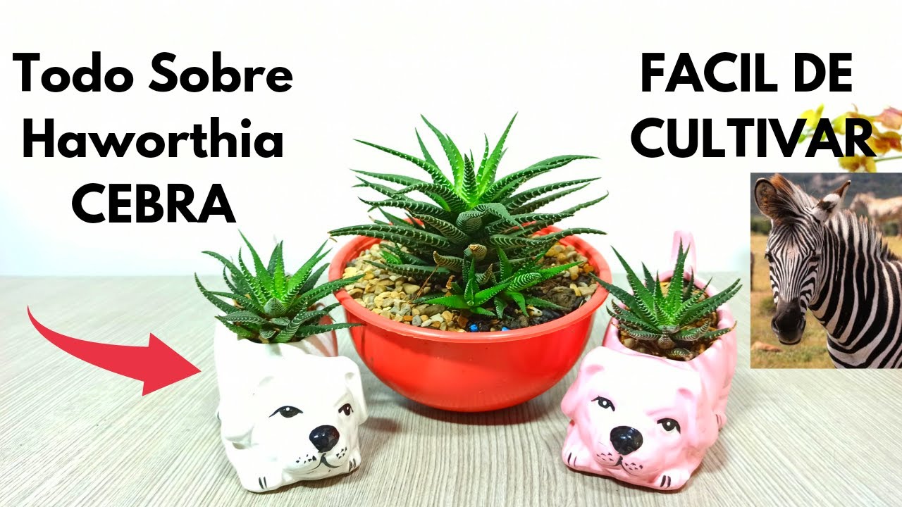 Planta CEBRA, (haworthia) Cuidados, REPRODUCCIÓN!!!