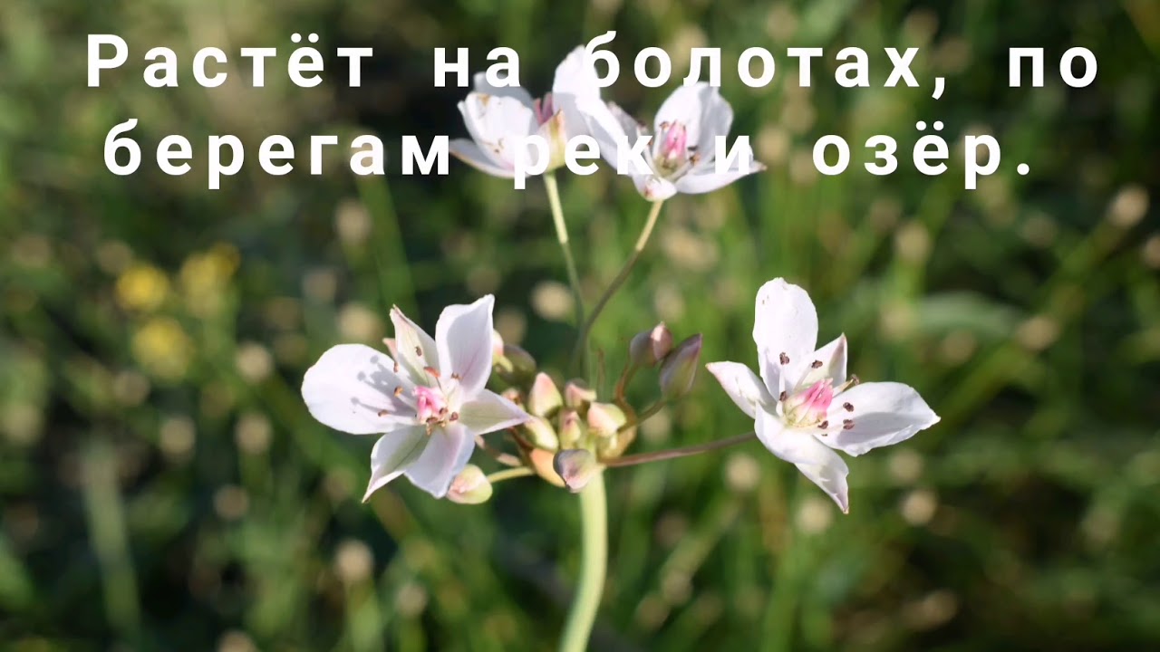 Сусак зонтичный (лат. Butomus umbellatus)