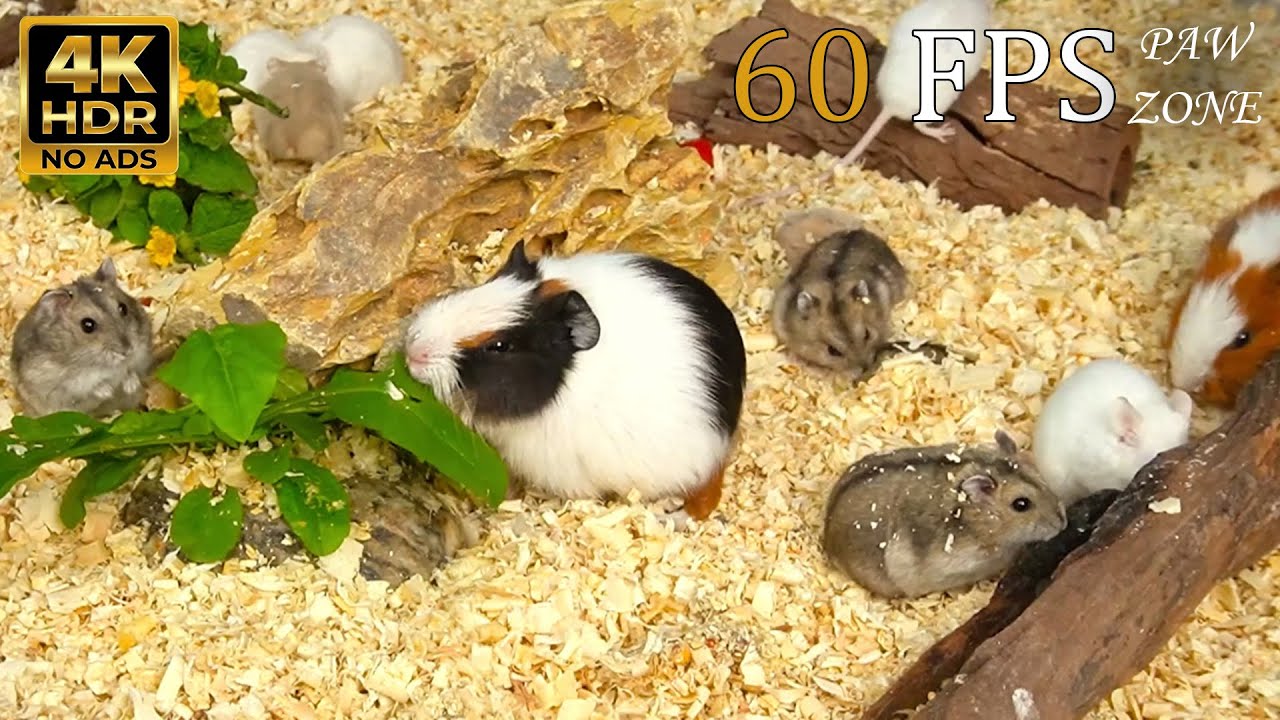 [NO ADS, NO AI] CAT TV 😺 for Cats to Watch: The mice are enjoying nature 🐭 4K HDR 60FPS