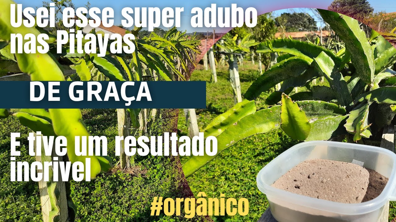 Como usar esse super adubo nas pitayas de graça e ter um resultado incrível