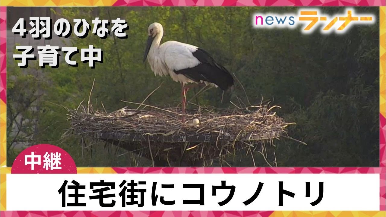 【中継】住宅街にコウノトリがやってきた！　4羽のひなを子育て中【関西テレビ・newsランナー】