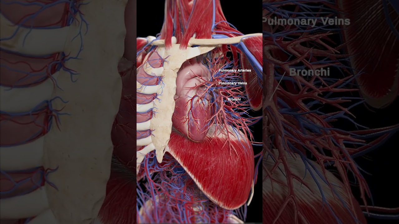 Anatomy of the bronchi and pulmonary vessels  #meded #anatomy #animation