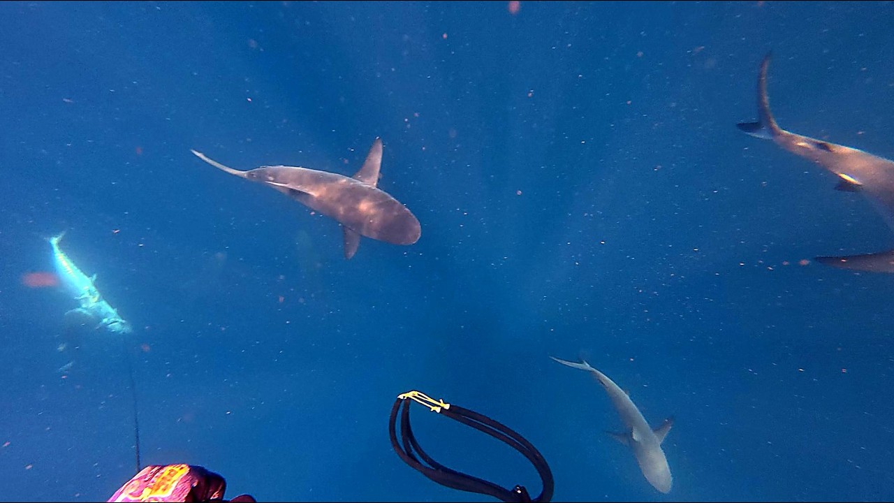 HUGE Mackerel Ripped Apart by Sharks (Spearfishing)