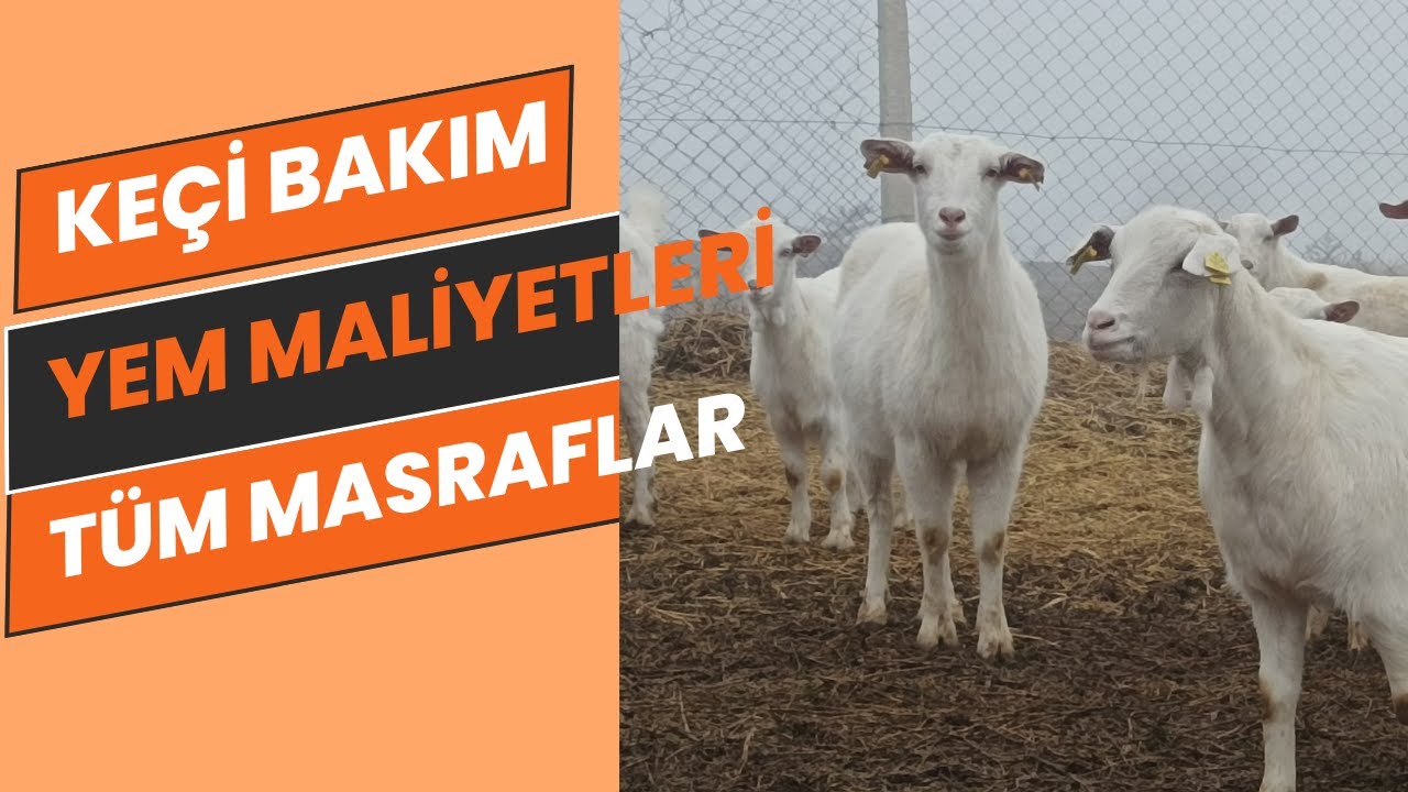 Bir keçinin günlük masrafı nasıl hesaplanır? Keçi günlük ne kadar yer? Keçi kaç para kazandırır?