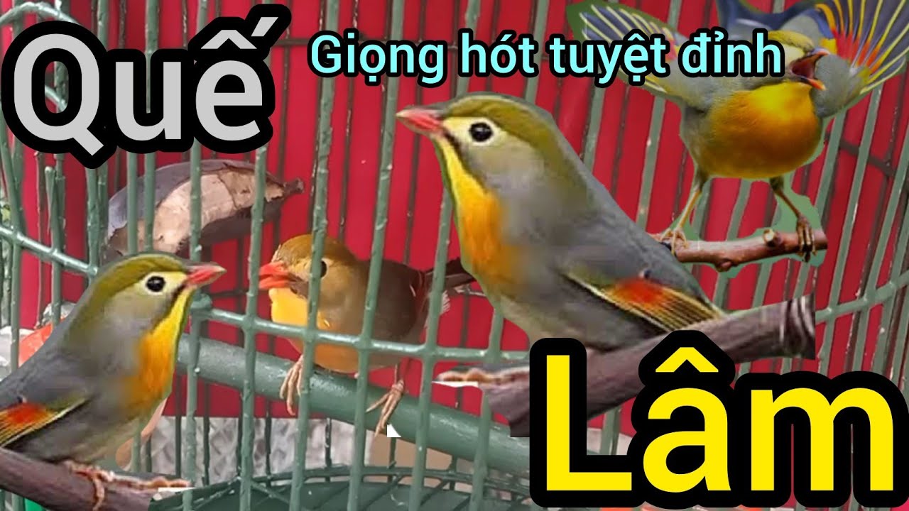 quế Lâm hót hay nhất luyện giọng hót căng lửa kích bổi giọng 789 âm xoẵn