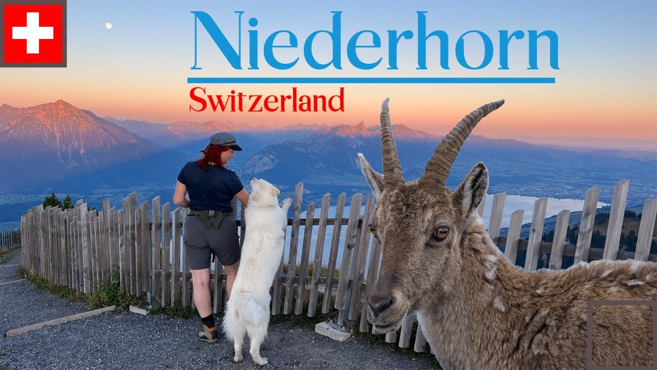 Niederhorn Beatenberg Switzerland Ibex encounters