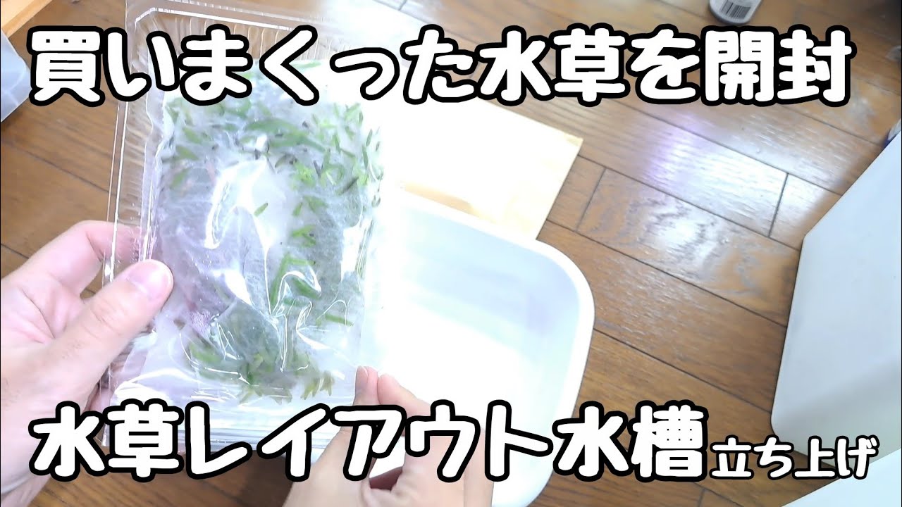 水草開封 水草レイアウト水槽立ち上げ【アクアリウム】