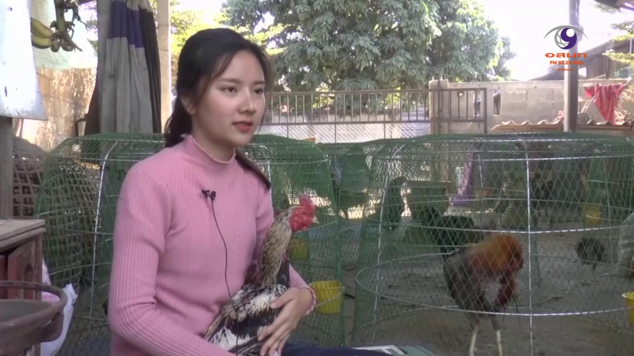 #พะเยา น้องมด นางฟ้าไก่ชนภาคเหนือ