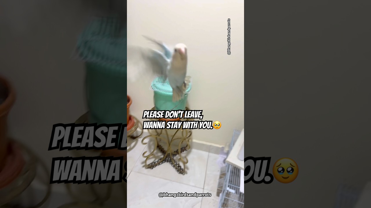 He wants to stay with me 🥹😭 #birds #viralshort #shortsviral #lovebirds #viral #viralvideo #virals