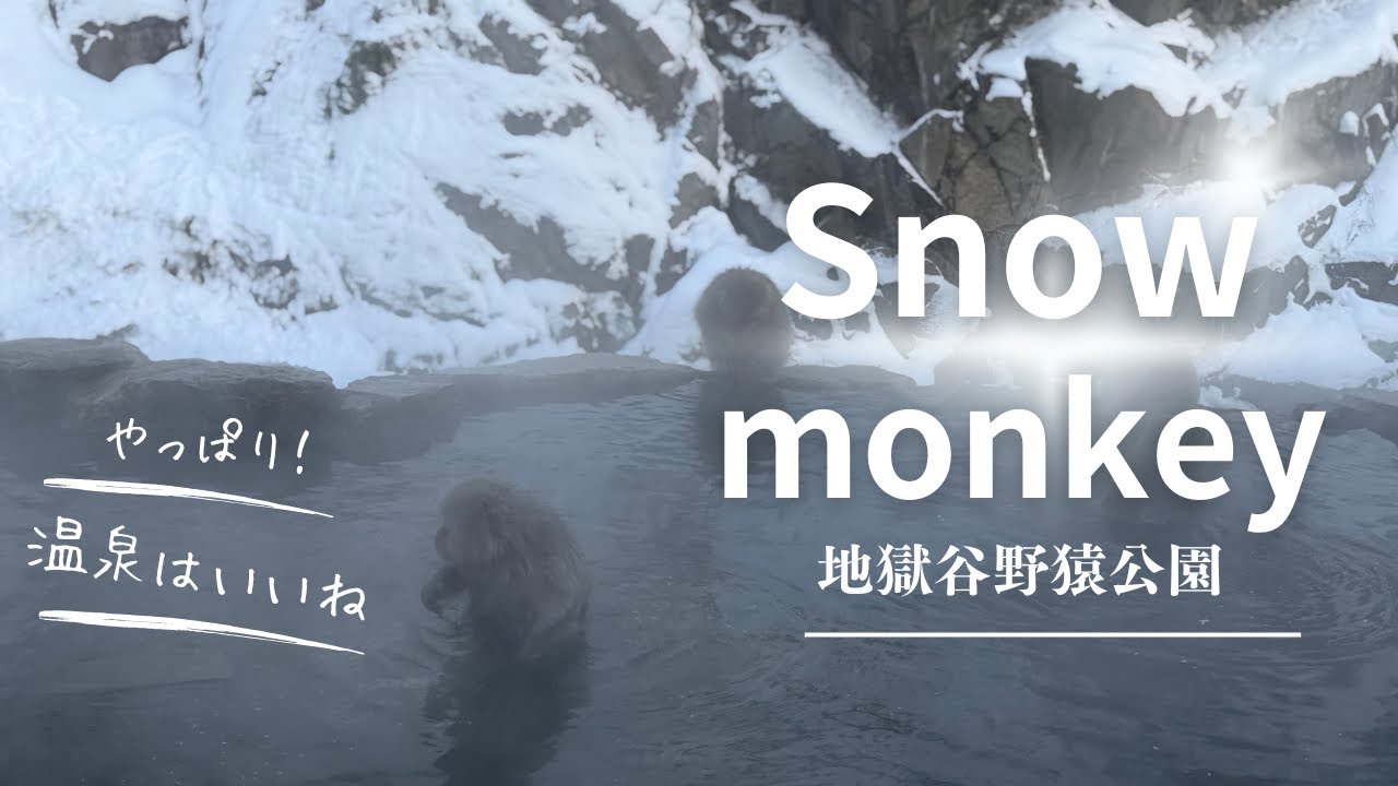 【長野県移住へ】Snow monkey行ってきました。