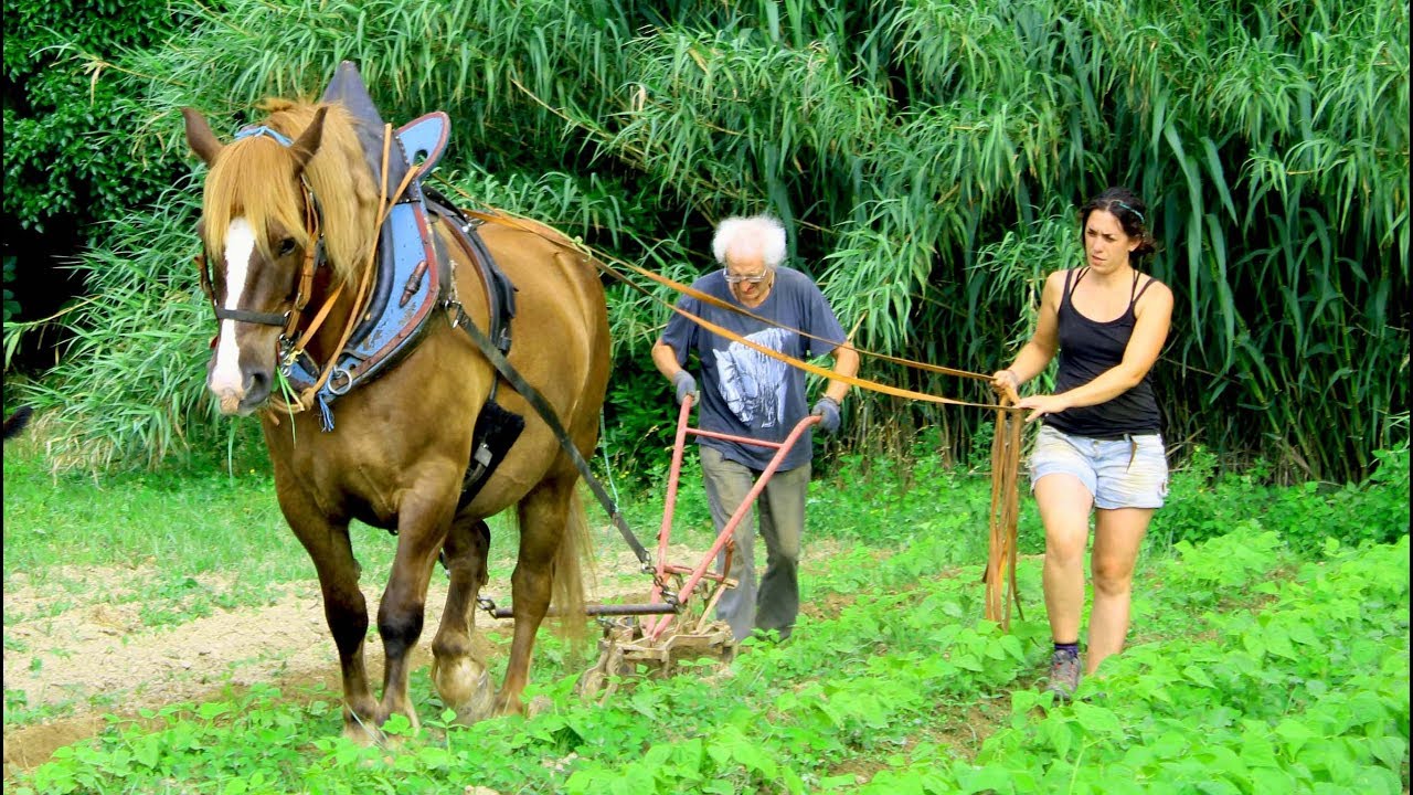 Terra dels avis, A 4 mains, labour avec cheval, JEP 2018