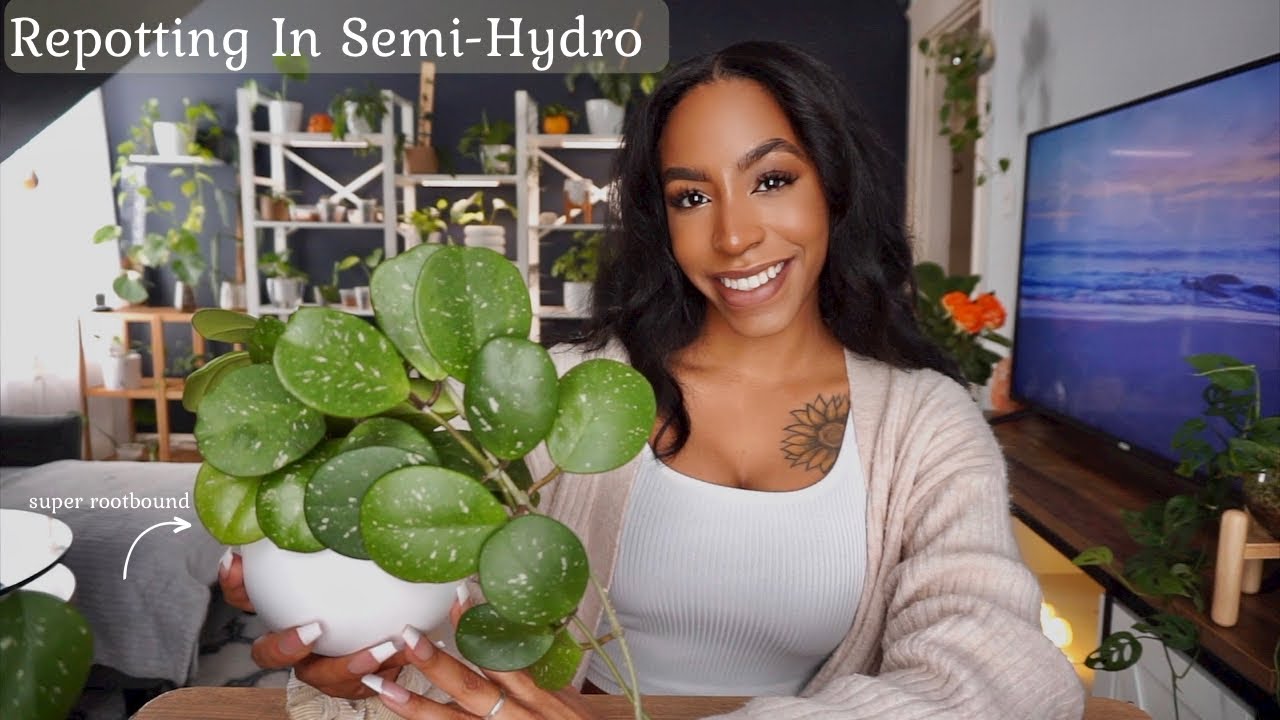 Repot With Me | Repotting ALL My Root-Bound Hoya Obovata In Semi-Hydro ✨🪴
