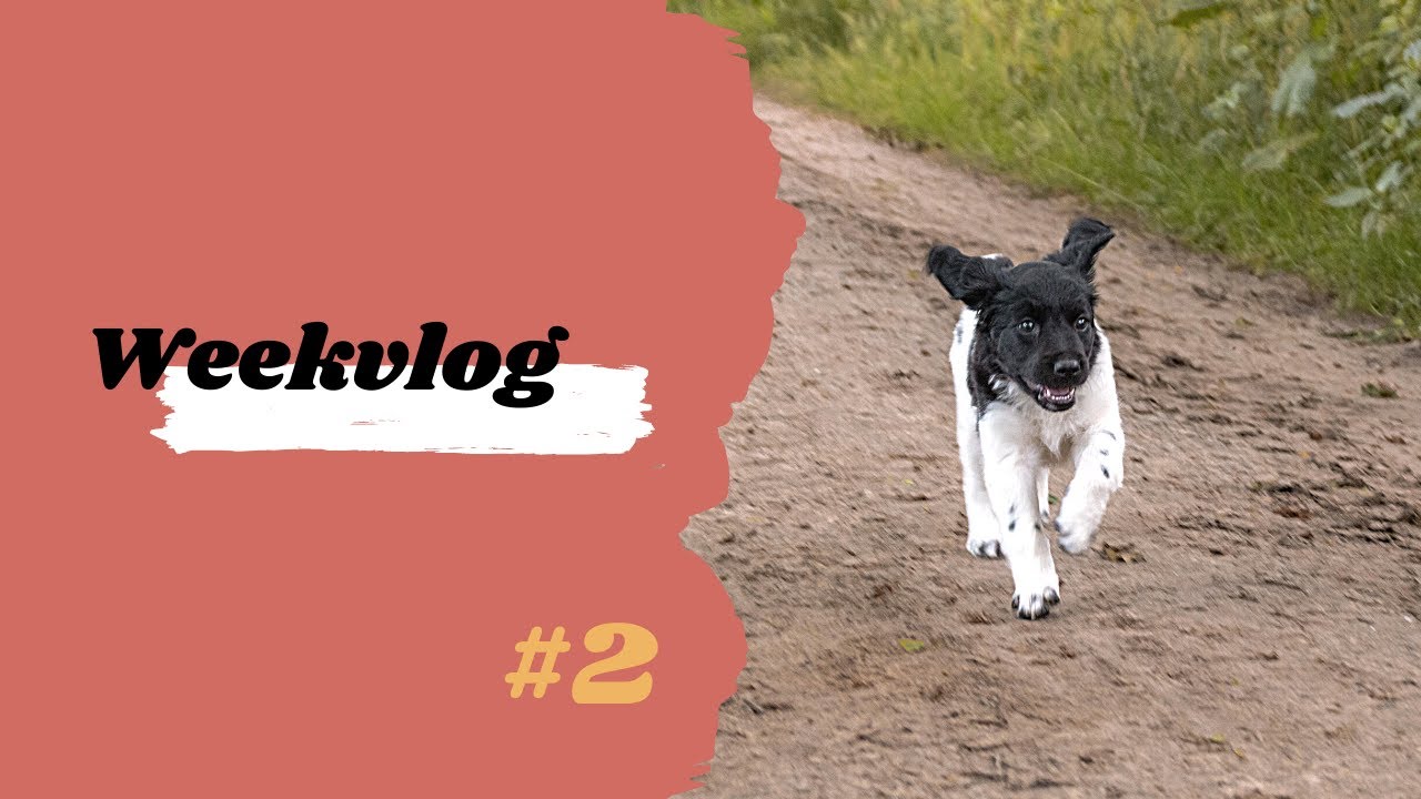 Voor het eerst los lopen || Weekvlog #2