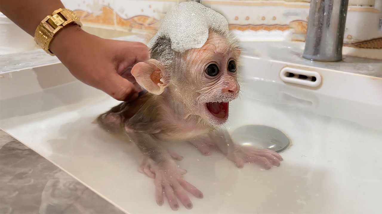Super Cute! Monkey Cubis screamed excitedly when relaxing bath