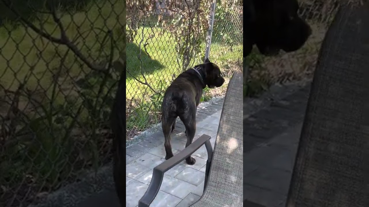 SweetBelle the Cane Corso