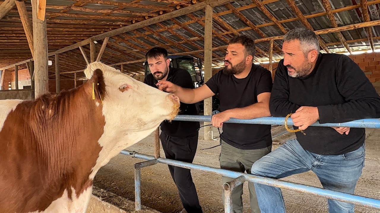 YENİ SİMANTAL GEBE DÜVELER SATIN ALDIK